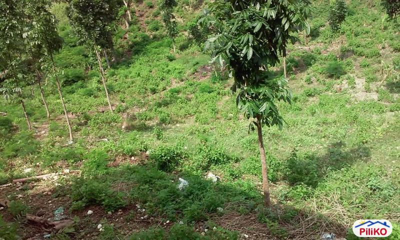Residential Lot for sale in Consolacion - image 6