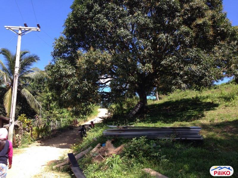Agricultural Lot for sale in Consolacion - image 8