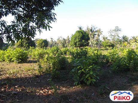 Other lots for sale in Dumaguete - image 2